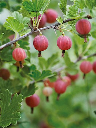 simsearch:6102-08520668,k - Close-up of gooseberry Stock Photo - Premium Royalty-Free, Code: 6102-07842841