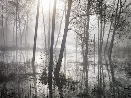 Forest in morning fog Photographie de stock - Premium Libres de Droits, Code: 6102-07842815