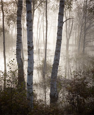 Forest in morning fog Foto de stock - Sin royalties Premium, Código: 6102-07842816