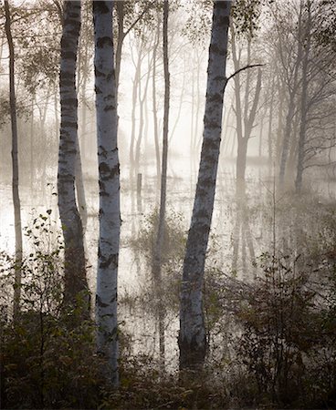 simsearch:6102-08388026,k - Forest in morning fog Foto de stock - Sin royalties Premium, Código: 6102-07842816