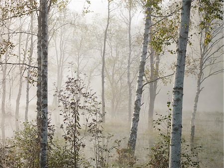 Forest in morning fog Foto de stock - Sin royalties Premium, Código: 6102-07842818