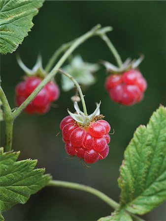 Close-up of raspberry Stock Photo - Premium Royalty-Free, Code: 6102-07842836