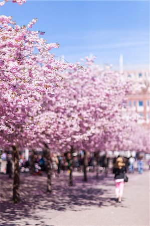 simsearch:6102-03905680,k - Blossoming cherry trees at Kungstradgarden Foto de stock - Royalty Free Premium, Número: 6102-07842970