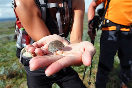 rodent - Vole on womans hand Foto de stock - Sin royalties Premium, Código: 6102-07842975