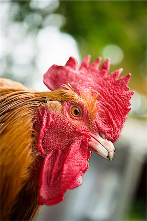 Rooster head, close-up Photographie de stock - Premium Libres de Droits, Code: 6102-07842926