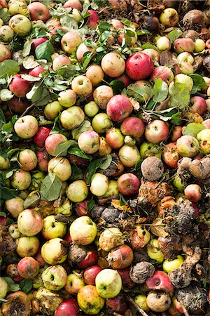 Rotten apples on compost pile Foto de stock - Sin royalties Premium, Código: 6102-07842929