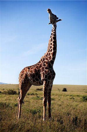 simsearch:6102-07789578,k - Giraffe on savannah Photographie de stock - Premium Libres de Droits, Code: 6102-07843243