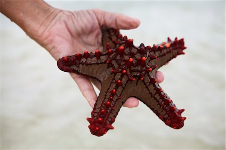 Hand holding starfish, close-up Stock Photo - Premium Royalty-Free, Code: 6102-07843253