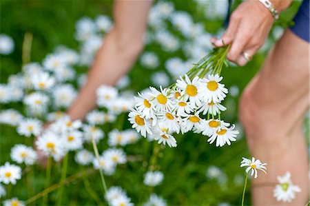 simsearch:6108-06907274,k - Woman picking ox-eye daisies Foto de stock - Sin royalties Premium, Código: 6102-07843288