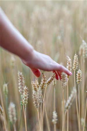 simsearch:6102-08683390,k - Human hand and wheat field, close-up Photographie de stock - Premium Libres de Droits, Code: 6102-07843296