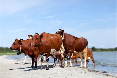 repéré - Cows on beach Photographie de stock - Premium Libres de Droits, Code: 6102-07843298