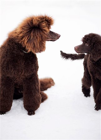 estocolma - Brown dogs, studio shot Foto de stock - Sin royalties Premium, Código: 6102-07843363
