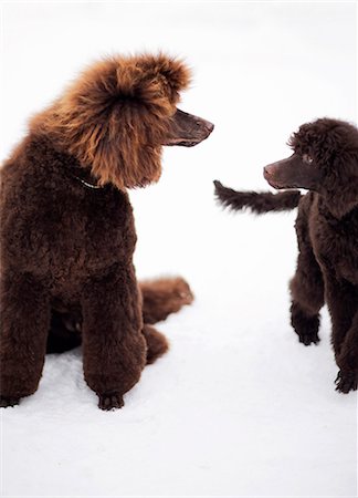 Brown dogs, studio shot Foto de stock - Sin royalties Premium, Código: 6102-07843363