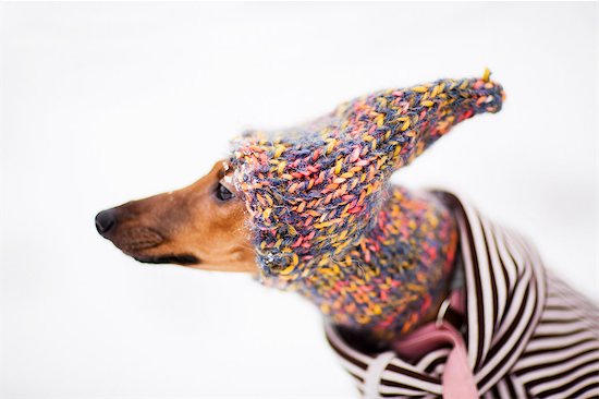 Greyhound wearing knitted hat, studio shot Foto de stock - Sin royalties Premium, Código de la imagen: 6102-07843360