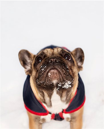 French bulldog wearing clothes Photographie de stock - Premium Libres de Droits, Code: 6102-07843365