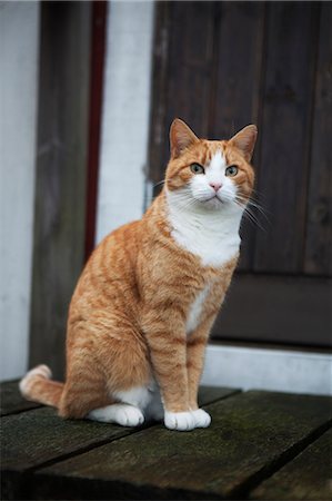 front view - Ginger cat Stock Photo - Premium Royalty-Free, Code: 6102-07843399