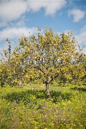 Flowering lemon tree Stock Photo - Premium Royalty-Free, Code: 6102-07843451