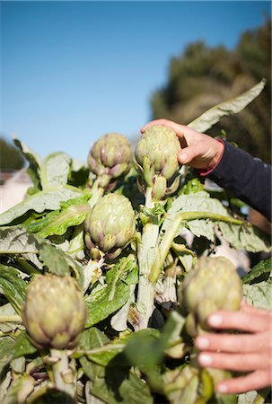 Picking artichokes Foto de stock - Sin royalties Premium, Código: 6102-07843454