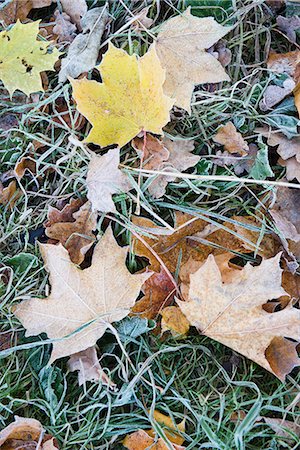 simsearch:6102-03905887,k - Autumn leaves on grass Photographie de stock - Premium Libres de Droits, Code: 6102-07843481