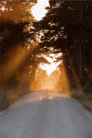 dust (dry particles) - Evening light lightning forest road Foto de stock - Sin royalties Premium, Código: 6102-07843779