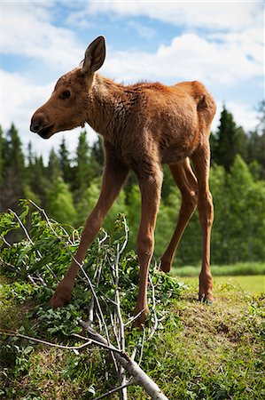 elks sweden - Young elk Stock Photo - Premium Royalty-Free, Code: 6102-07843944