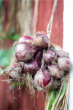 Close-up of bunch of garlic Stock Photo - Premium Royalty-Free, Code: 6102-07843928