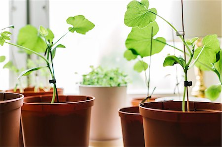 Seedlings in pots Photographie de stock - Premium Libres de Droits, Code: 6102-07844077