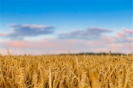 Wheat field Photographie de stock - Premium Libres de Droits, Code: 6102-07844094