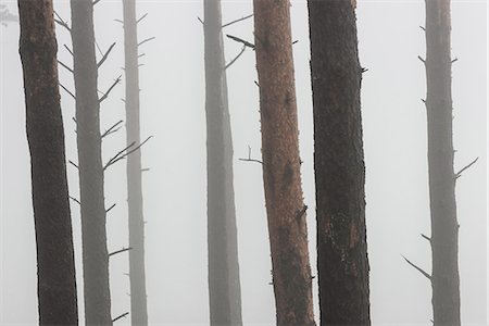 simsearch:6102-08120146,k - Trees in mist Stockbilder - Premium RF Lizenzfrei, Bildnummer: 6102-07844153