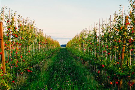 row autumn trees - Apple orchard Stock Photo - Premium Royalty-Free, Code: 6102-07844127