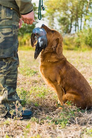 proie - Dog giving dead bird to hunter Foto de stock - Sin royalties Premium, Código: 6102-07844273
