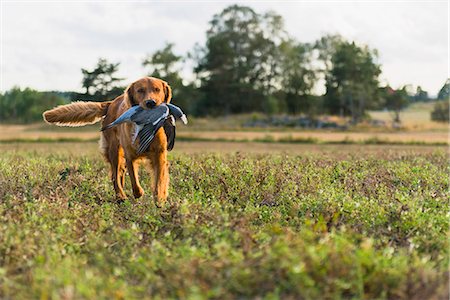 simsearch:400-05888885,k - Hunting dog carry bird Foto de stock - Royalty Free Premium, Número: 6102-07844272