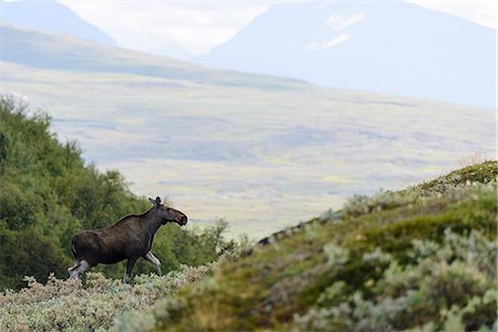 elks sweden - Elk in mountains Stock Photo - Premium Royalty-Free, Code: 6102-07844281