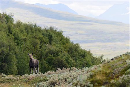 elks sweden - Elk looking at camera Stock Photo - Premium Royalty-Free, Code: 6102-07844288