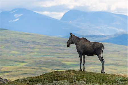 elks sweden - Elk in mountains Stock Photo - Premium Royalty-Free, Code: 6102-07844292