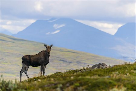 elks sweden - Elk in mountains Stock Photo - Premium Royalty-Free, Code: 6102-07844303