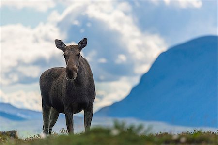 elks sweden - Elk looking at camera Stock Photo - Premium Royalty-Free, Code: 6102-07844307