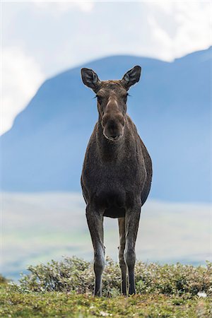 elks sweden - Elk looking at camera Stock Photo - Premium Royalty-Free, Code: 6102-07844305