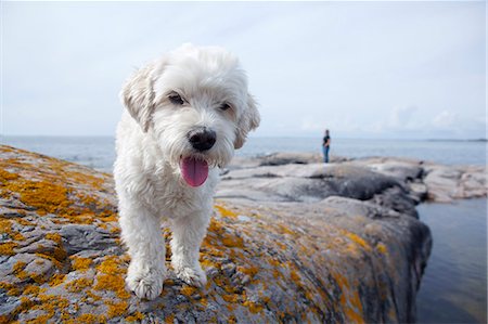 Dog on rocky coast Foto de stock - Sin royalties Premium, Código: 6102-08062871