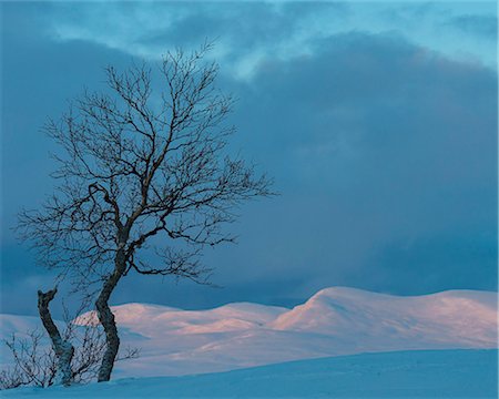 Bare tree at dusk Foto de stock - Royalty Free Premium, Número: 6102-08062991