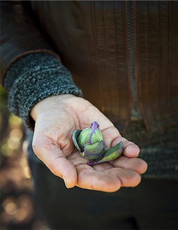 simsearch:6102-08270680,k - Brussels sprout on mans hand Stockbilder - Premium RF Lizenzfrei, Bildnummer: 6102-08062915