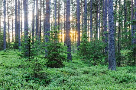 simsearch:6102-08001354,k - Forest at dusk Stock Photo - Premium Royalty-Free, Code: 6102-08063068