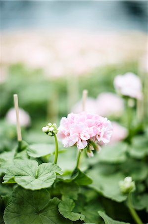 Pink flower, close-up Stock Photo - Premium Royalty-Free, Code: 6102-08063005