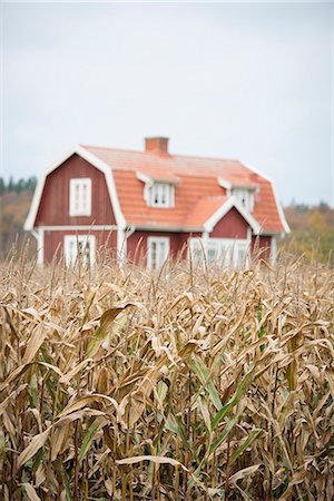 Corn field, farmhouse on background Stock Photo - Premium Royalty-Free, Code: 6102-08063021