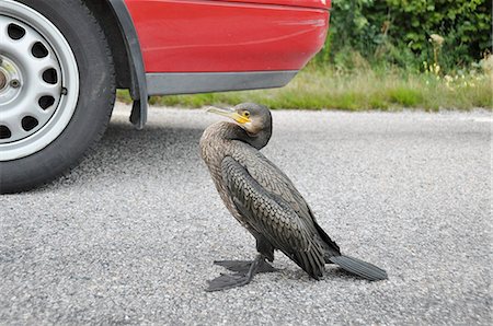 simsearch:6102-08169004,k - Water bird near car Stock Photo - Premium Royalty-Free, Code: 6102-08063025