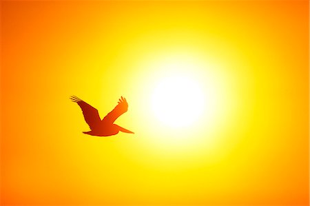 pélican brun - Silhouette of bird flying at sunset Photographie de stock - Premium Libres de Droits, Code: 6102-08063124