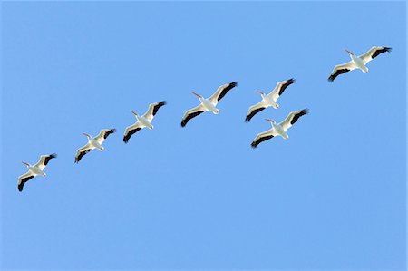 pelícano blanco - Birds against blue sky Foto de stock - Sin royalties Premium, Código: 6102-08063125