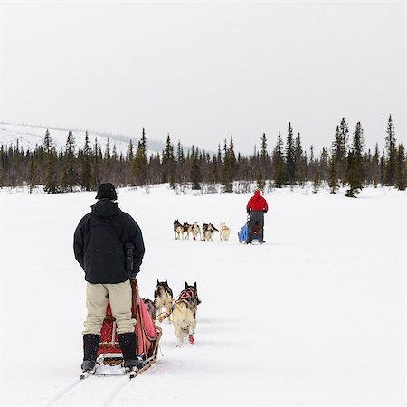 slitta - Men behind dog sledges Fotografie stock - Premium Royalty-Free, Codice: 6102-08000553