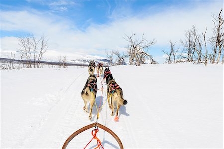 sweden nobody - Dogs pulling sledge Stock Photo - Premium Royalty-Free, Code: 6102-08000552