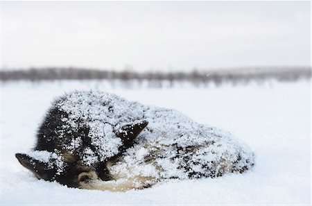 snowed under - Dog sleeping Stock Photo - Premium Royalty-Free, Code: 6102-08000557